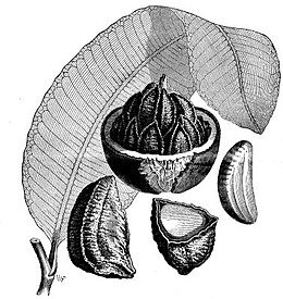 Paranoot scientific american 1887