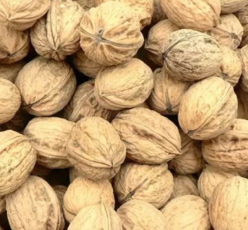 Walnoten in dop